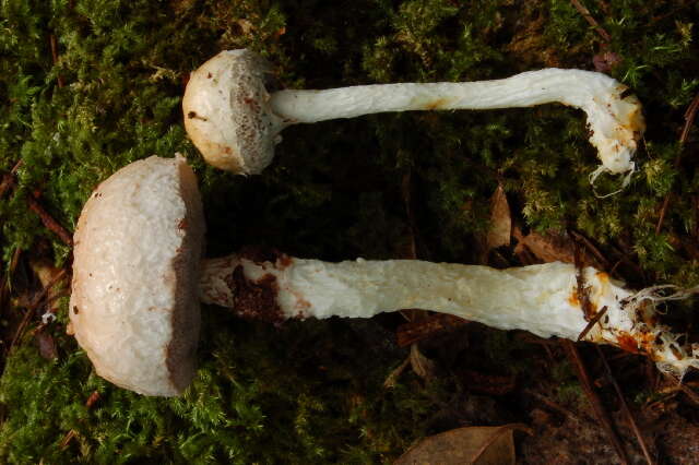 Image of snowy bolete