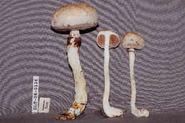 Image of snowy bolete