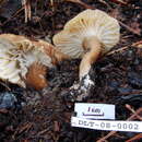 Image of Lactarius