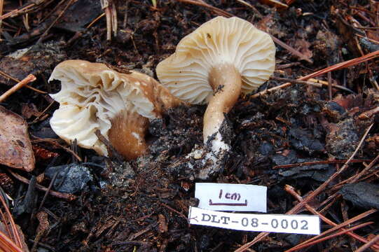 Image of Lactarius