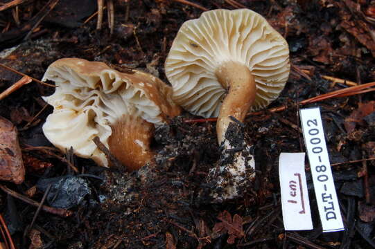 Image of Lactarius