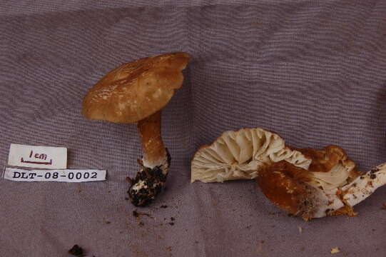 Image of Lactarius