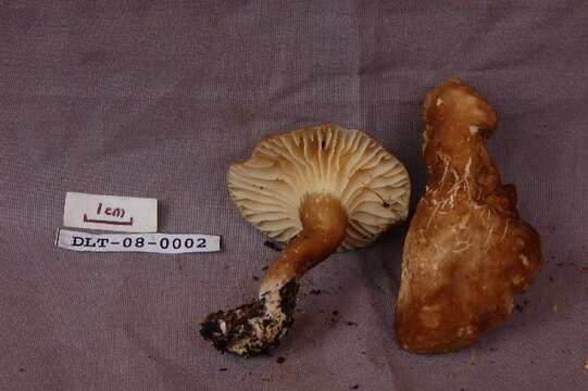 Image of Lactarius