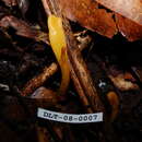 Image of Microglossum