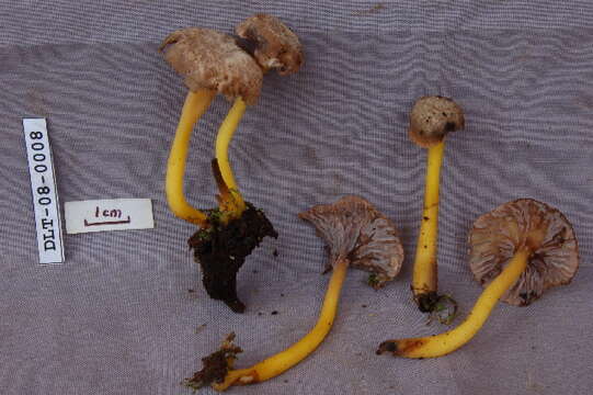 Image of Chanterelles