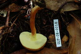 Image of Boletus