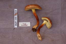 Image of Boletus