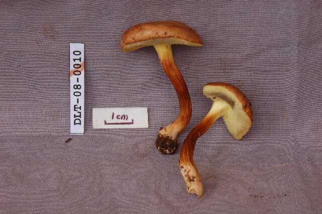 Image of Boletus