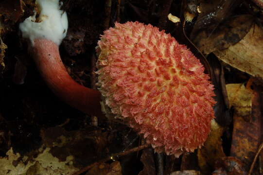 Image of Boletellus emodensis (Berk.) Singer 1942