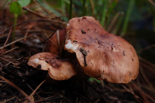 Image of Tricholoma cf. albobrunneum