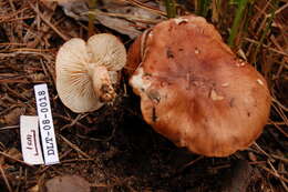 Image of Tricholoma cf. albobrunneum