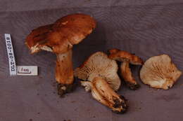 Image of Tricholoma cf. albobrunneum