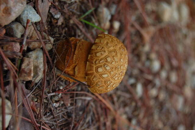 Слика од Rugiboletus