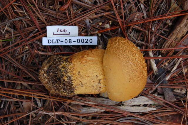 Image of Rugiboletus