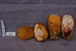 Image of Rugiboletus