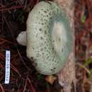 Image of Russula