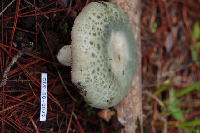 Image of Russula