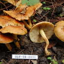 Image of Hypholoma