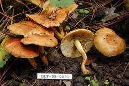 Image of Hypholoma