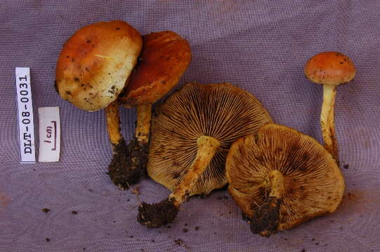 Image of Hypholoma