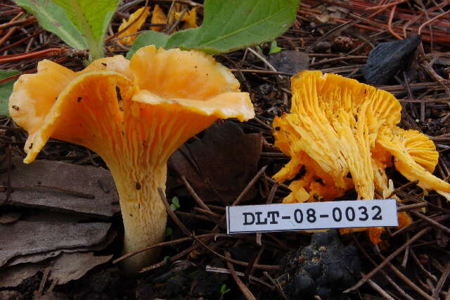 Image de Cantharellus