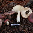 Image of Russula