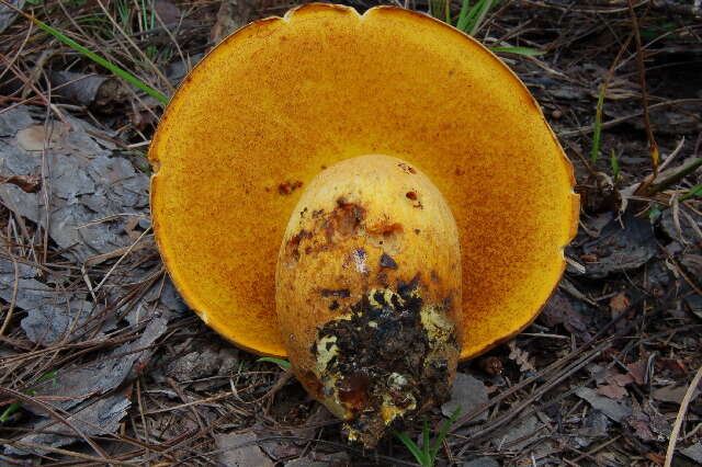 Image of Rugiboletus