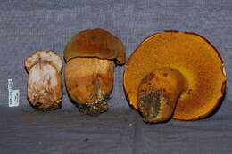 Image of Rugiboletus