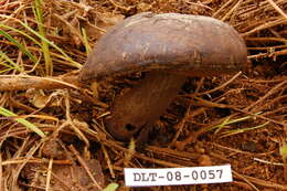 Image of Tylopilus