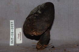 Image of Tylopilus