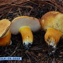 Image of Rubinoboletus balloui