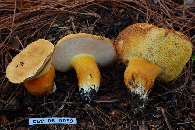 Image of Rubinoboletus balloui