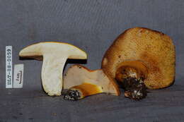 Image of Rubinoboletus balloui