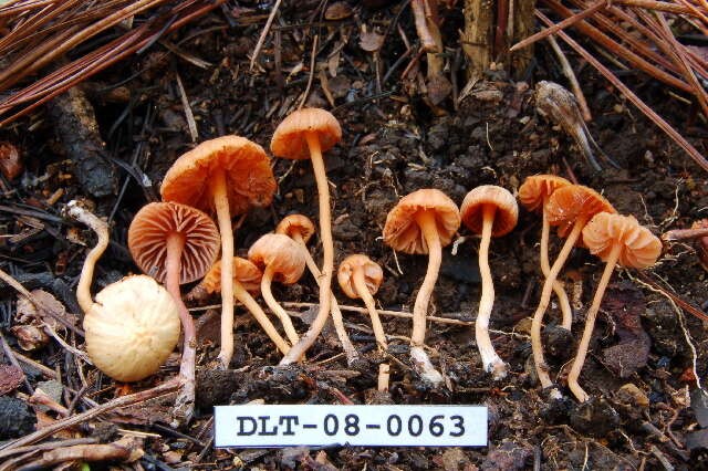 Image of Laccaria laccata (Scop.) Cooke 1884