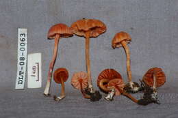 Image of Laccaria laccata (Scop.) Cooke 1884