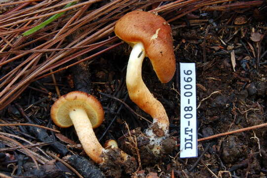 Image of Hypholoma