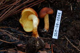 Image of Hypholoma