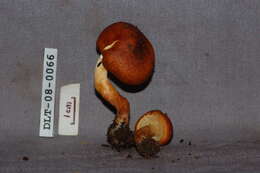 Image of Hypholoma