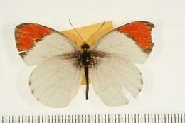 Image of Colotis euippe (Linnaeus 1758)