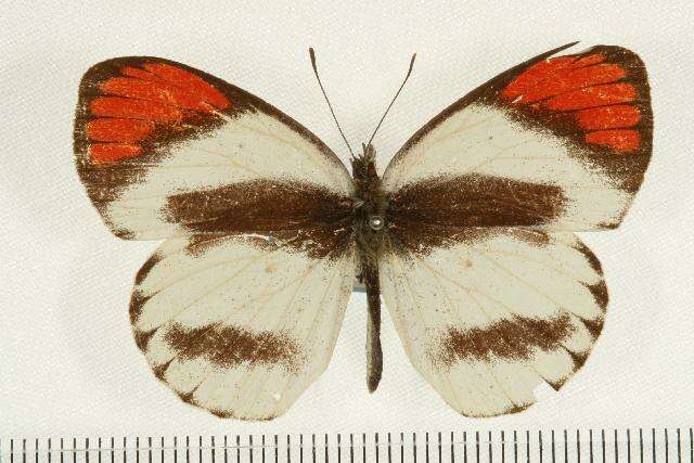 Image of Colotis euippe (Linnaeus 1758)