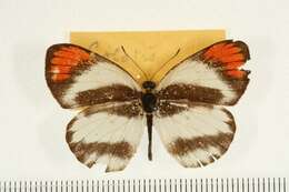 Image of Colotis euippe (Linnaeus 1758)