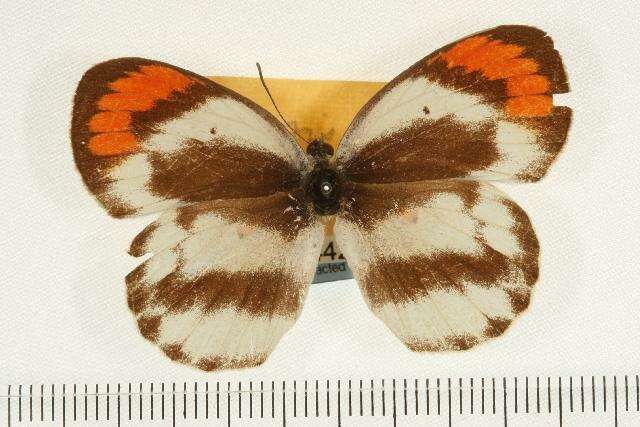 Image of Colotis euippe (Linnaeus 1758)