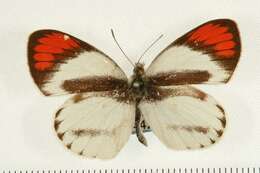 Image of Colotis euippe (Linnaeus 1758)