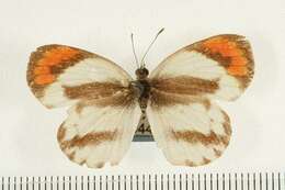 Image of Colotis euippe (Linnaeus 1758)