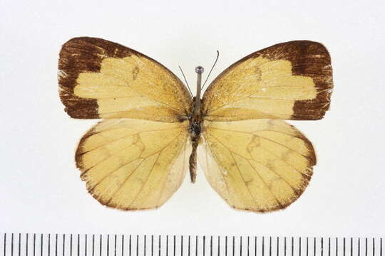 Image of Eurema blanda (Boisduval 1836)