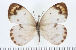 Sivun Colotis aurora (Cramer (1780)) kuva