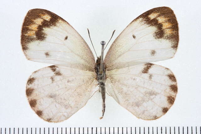 Sivun Colotis aurora (Cramer (1780)) kuva