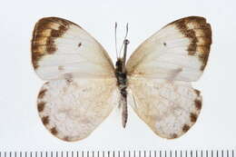 Sivun Colotis aurora (Cramer (1780)) kuva