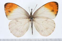 Sivun Colotis aurora (Cramer (1780)) kuva