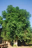 Image of Leafberry tree